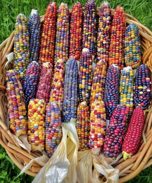 Bunte Maiskörner: Eine Farbpalette für Ihren Gemüsegarten 