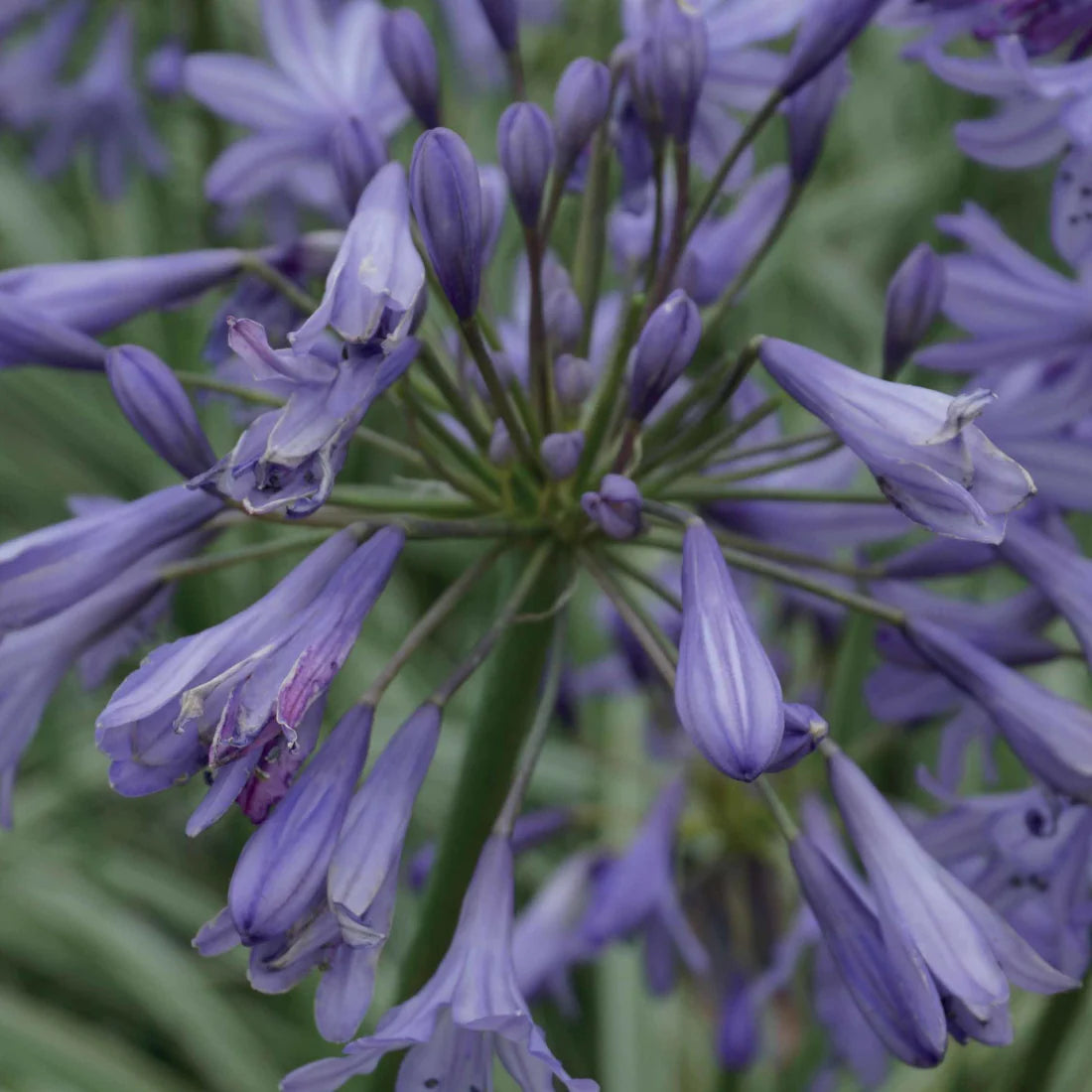 Silbermond-Agapanthus-Samen