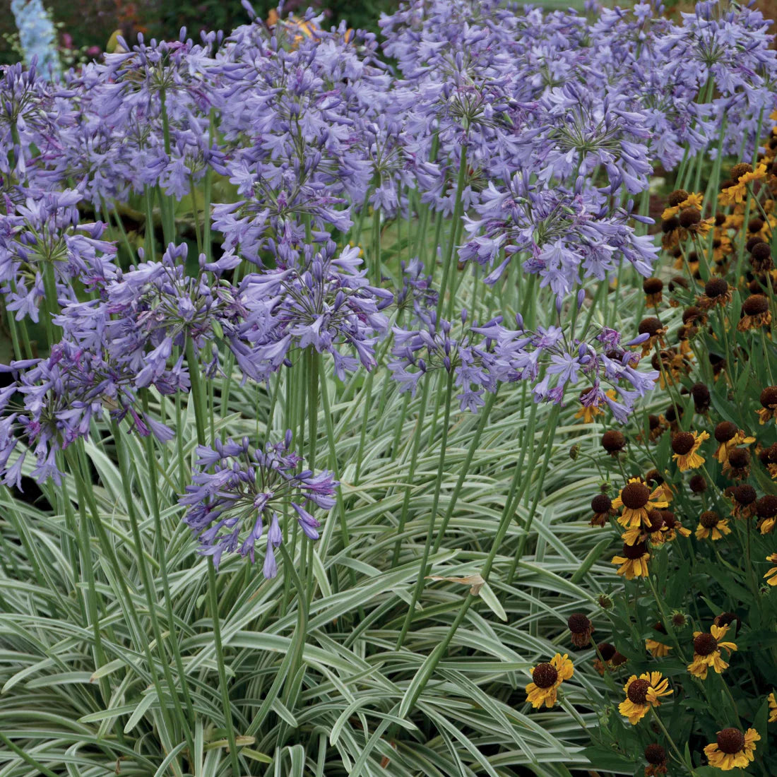 Silbermond-Agapanthus-Samen