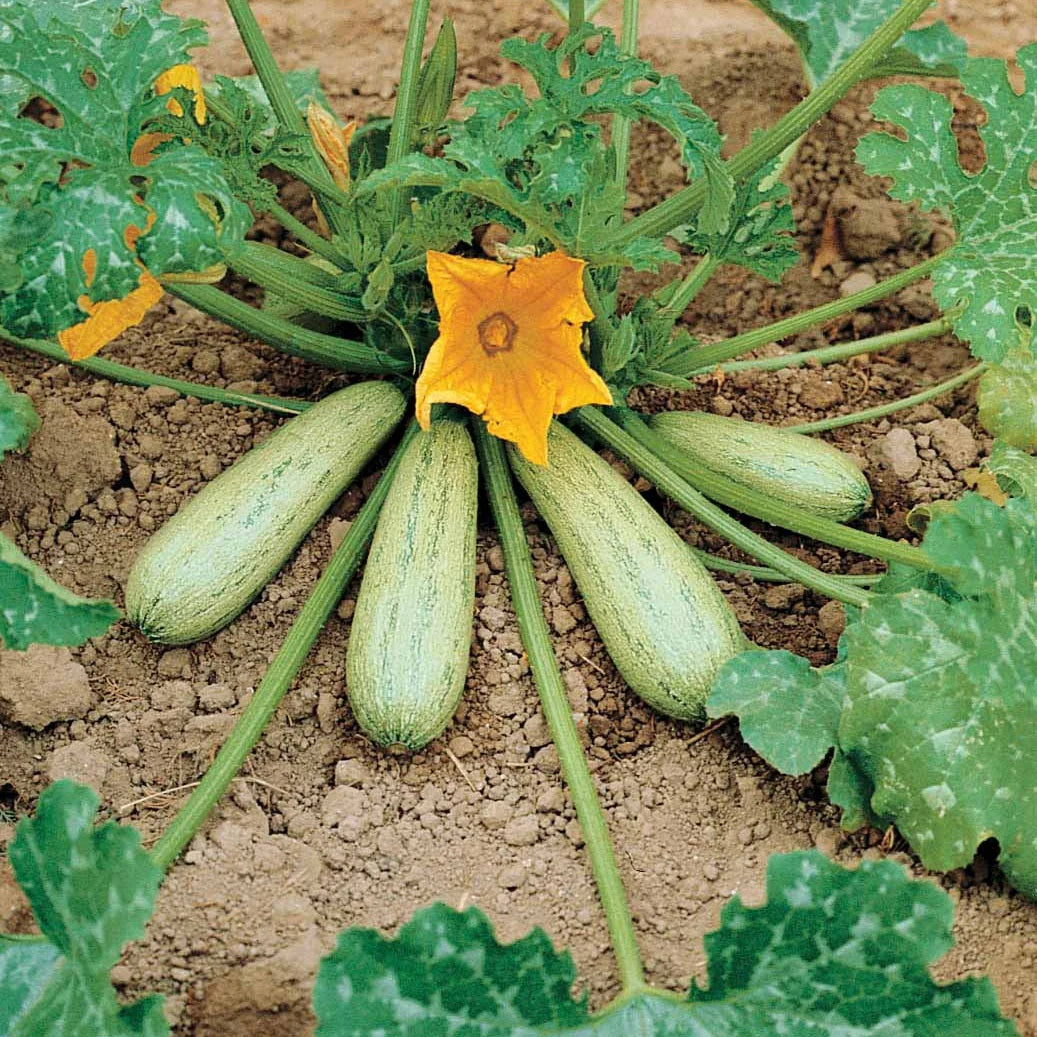 Zucchini in Hülle und Fülle - Grisette de Provence 