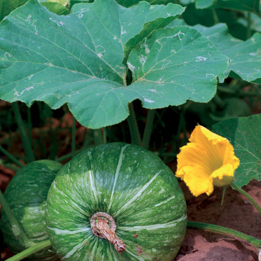 Courgette De Nice à fruits ronds