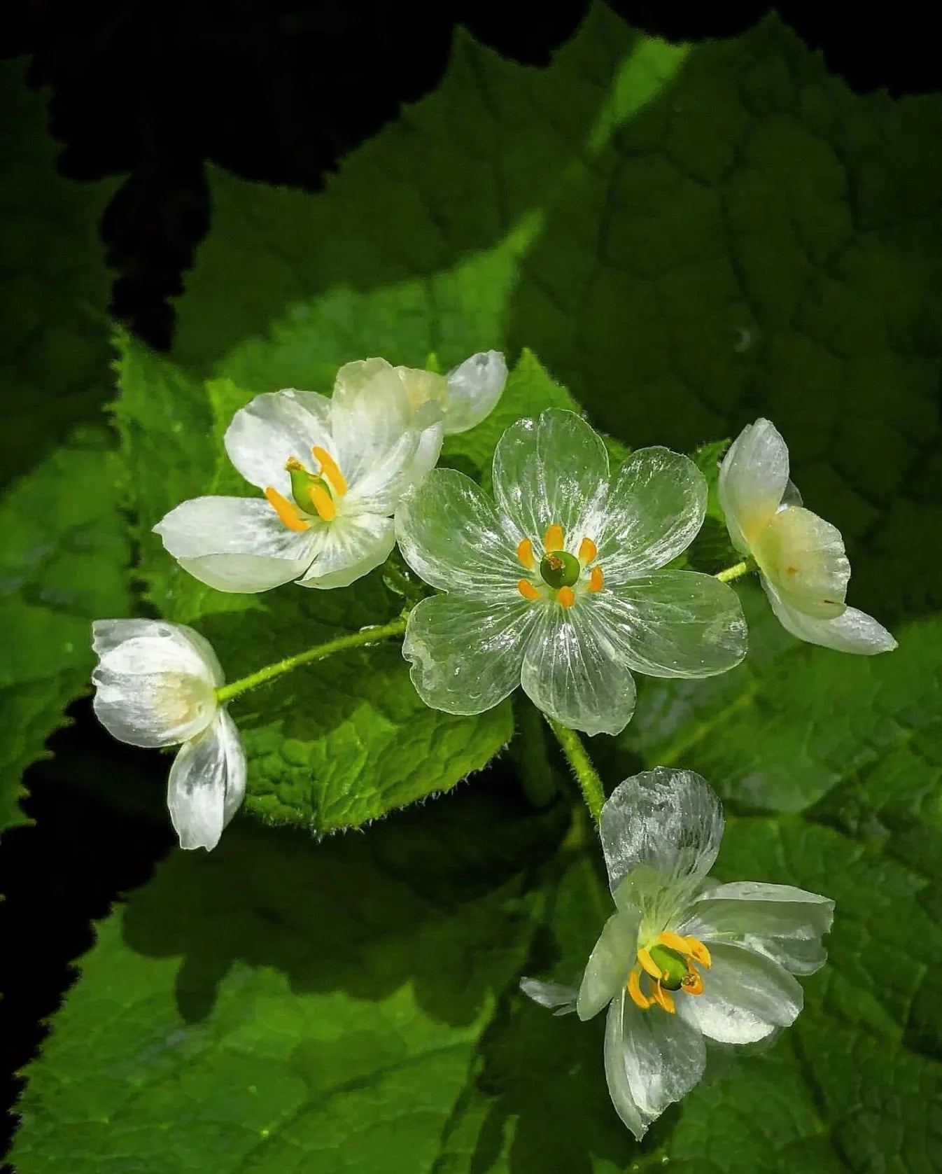 Bergliliensamen: Alpine Eleganz in Ihrem Garten 