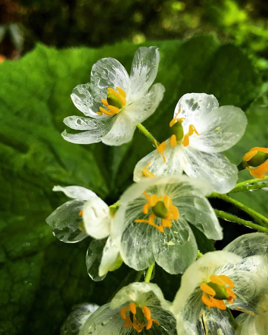 Bergliliensamen: Alpine Eleganz in Ihrem Garten 