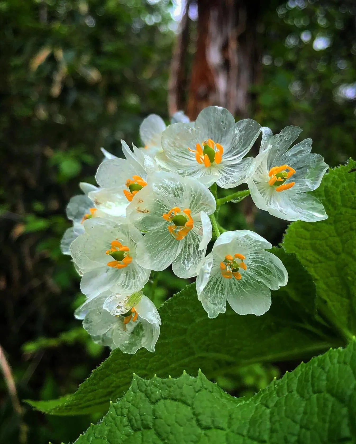 Bergliliensamen: Alpine Eleganz in Ihrem Garten 