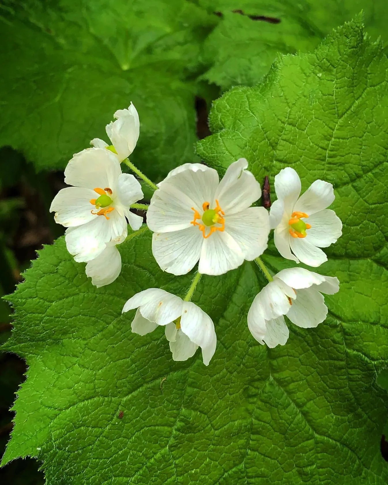 Bergliliensamen: Alpine Eleganz in Ihrem Garten 