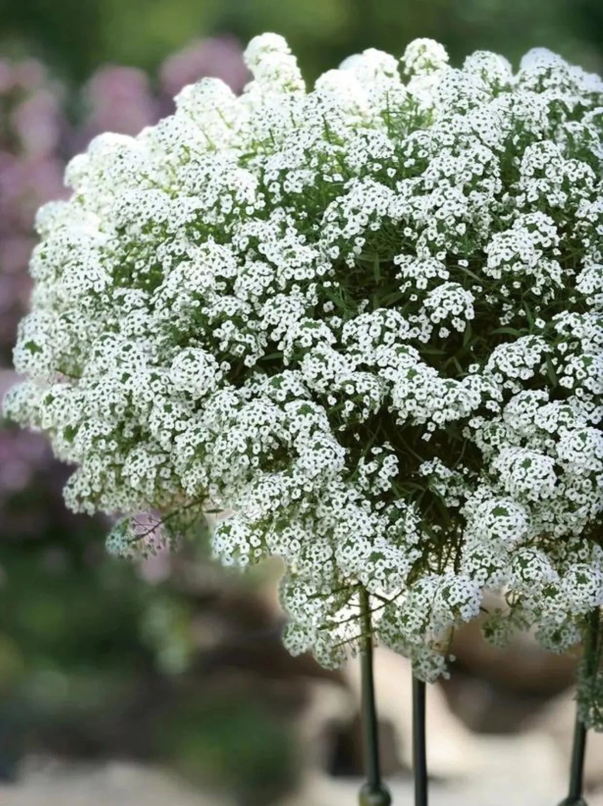 Steinkrautsamen: Süße und Eleganz in Ihrem Garten 