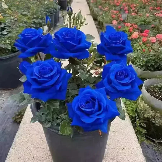 Blue Enchantress – Rose Rare et Élégante【Stock limitée】