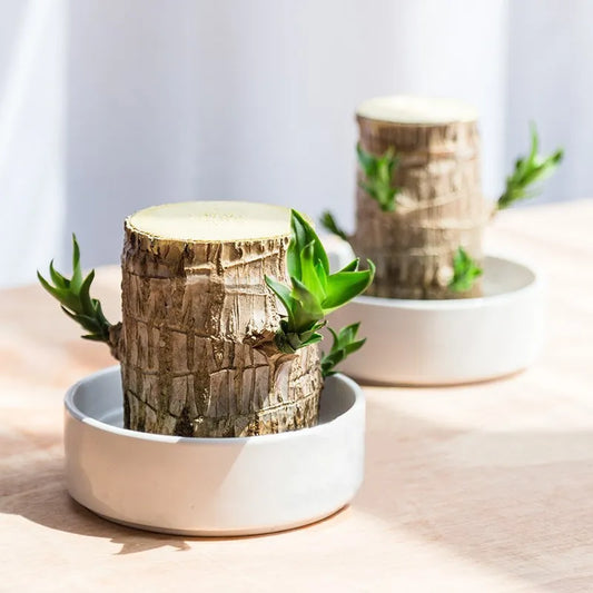 Terrarium - Brasilianisches Holz 