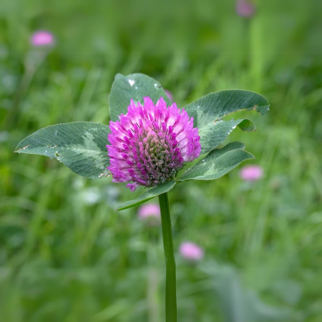 Prärie-Rotklee-Mischung - ‚Trifolium pratense‘