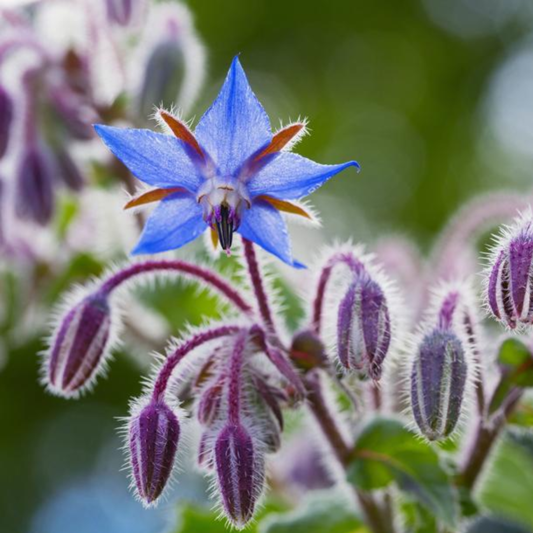 Borretsch-Wildblumenmischung - „Borago officinalis“