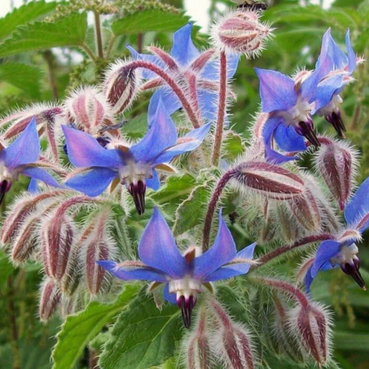 Bourrache Mélange de Fleurs Sauvages - « Borago officinalis »