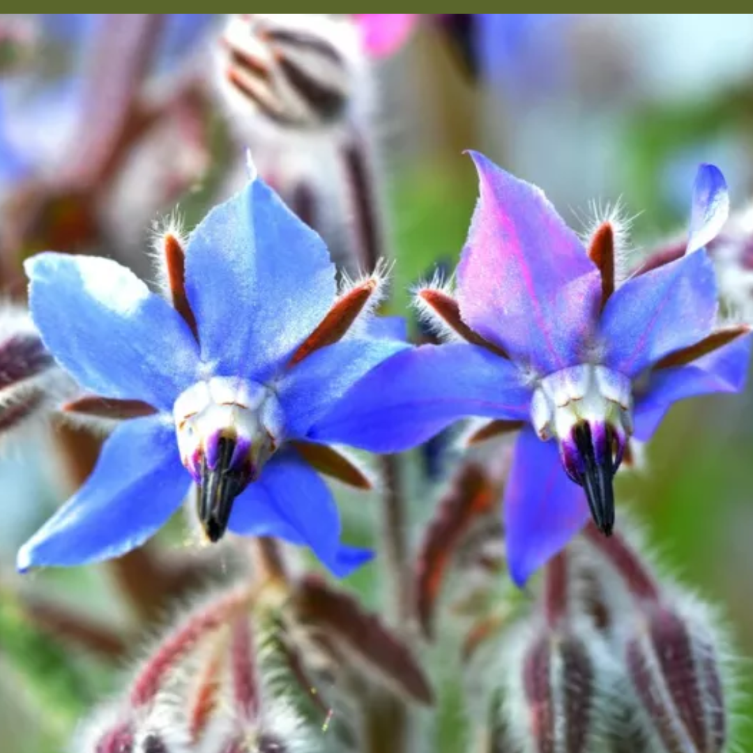 Borretsch-Wildblumenmischung - „Borago officinalis“