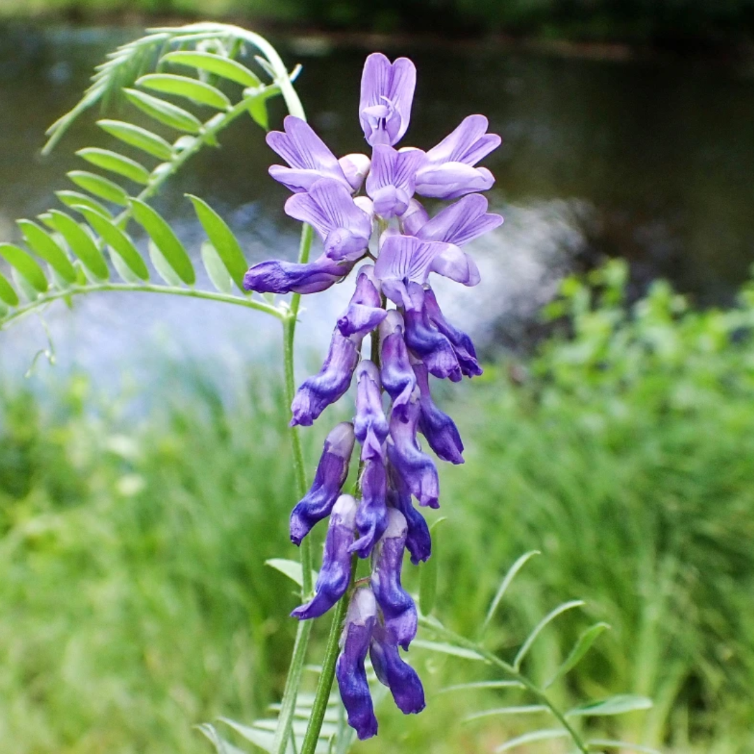 Vesce Merveilleuse - « Vicia sativa »