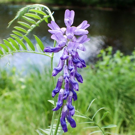 Wunderbare Wicke - „Vicia sativa“