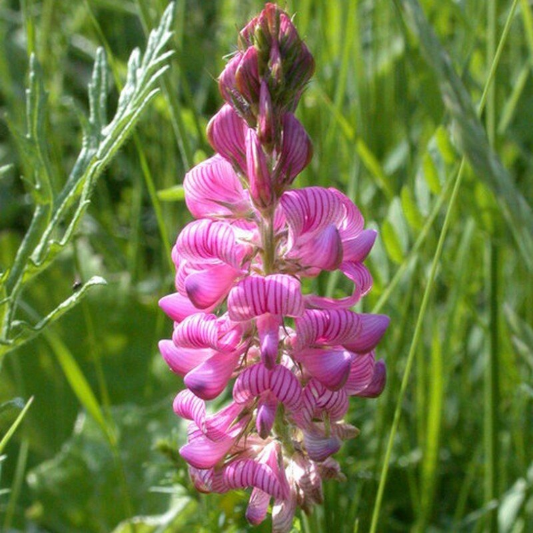 Esparsetten-Wiesenmischung - „Onobrychis viciifolia“