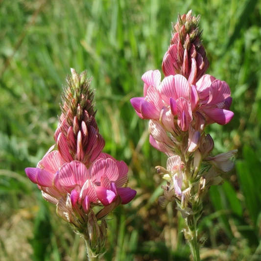 Esparsetten-Wiesenmischung - „Onobrychis viciifolia“