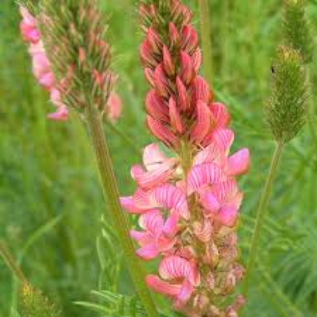 Esparsetten-Wiesenmischung - „Onobrychis viciifolia“