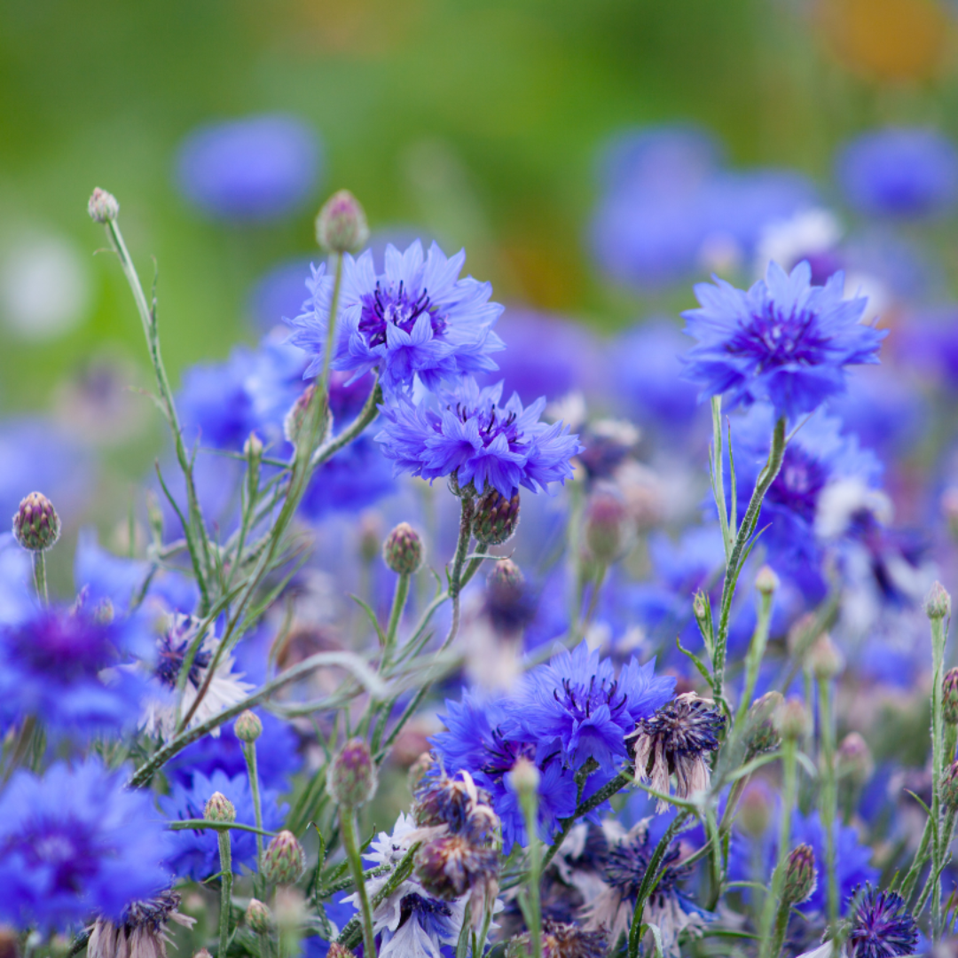 Kornblumen-Gartensamen - « Centaurea cyanus »