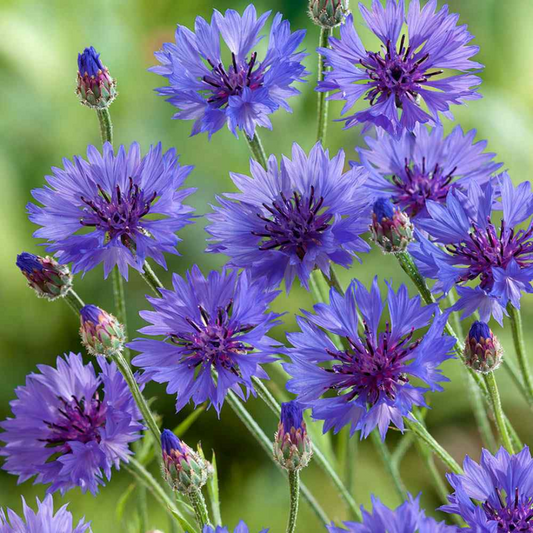 Cornflower Garden Seeds - « Centaurea cyanus »