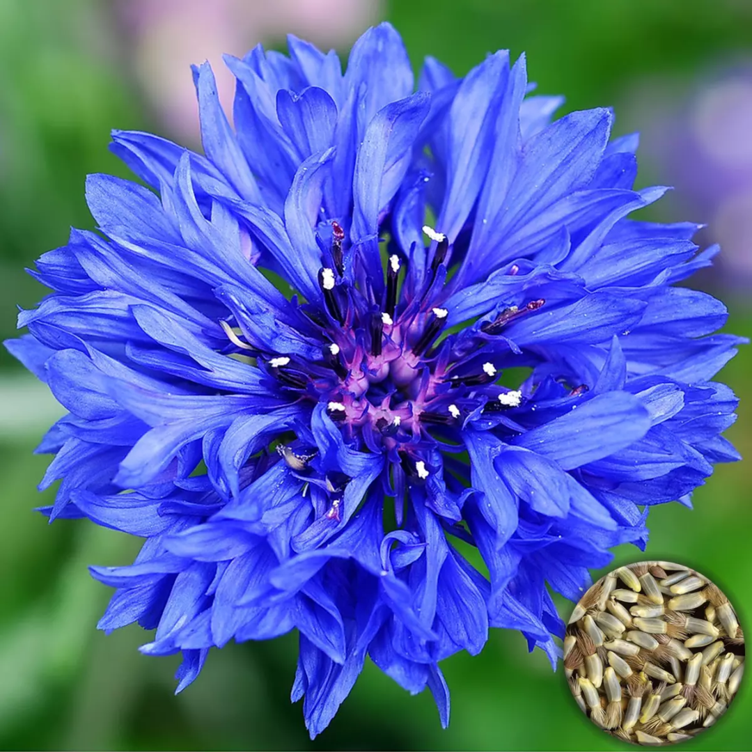 Kornblumen-Gartensamen - « Centaurea cyanus »