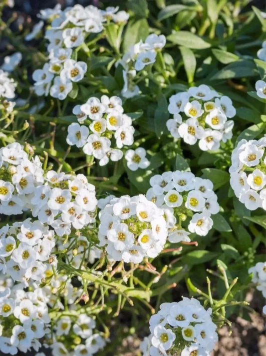 Steinkrautsamen: Süße und Eleganz in Ihrem Garten 