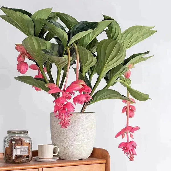 Medinilla Magnifica Samen: Exotische Eleganz in Ihrem Garten 