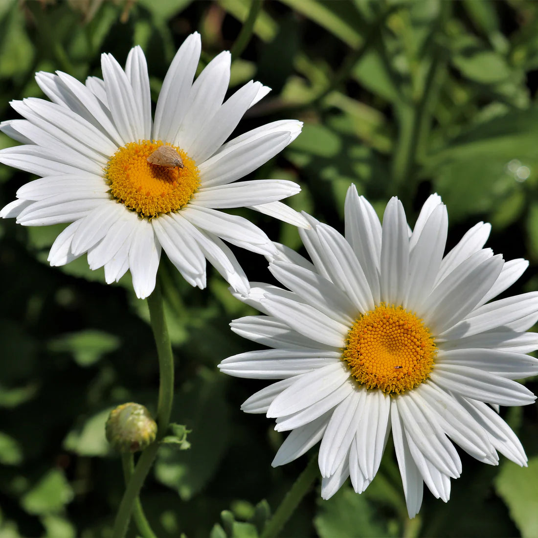 Leucanthemum Samen - Sommergänseblümchen