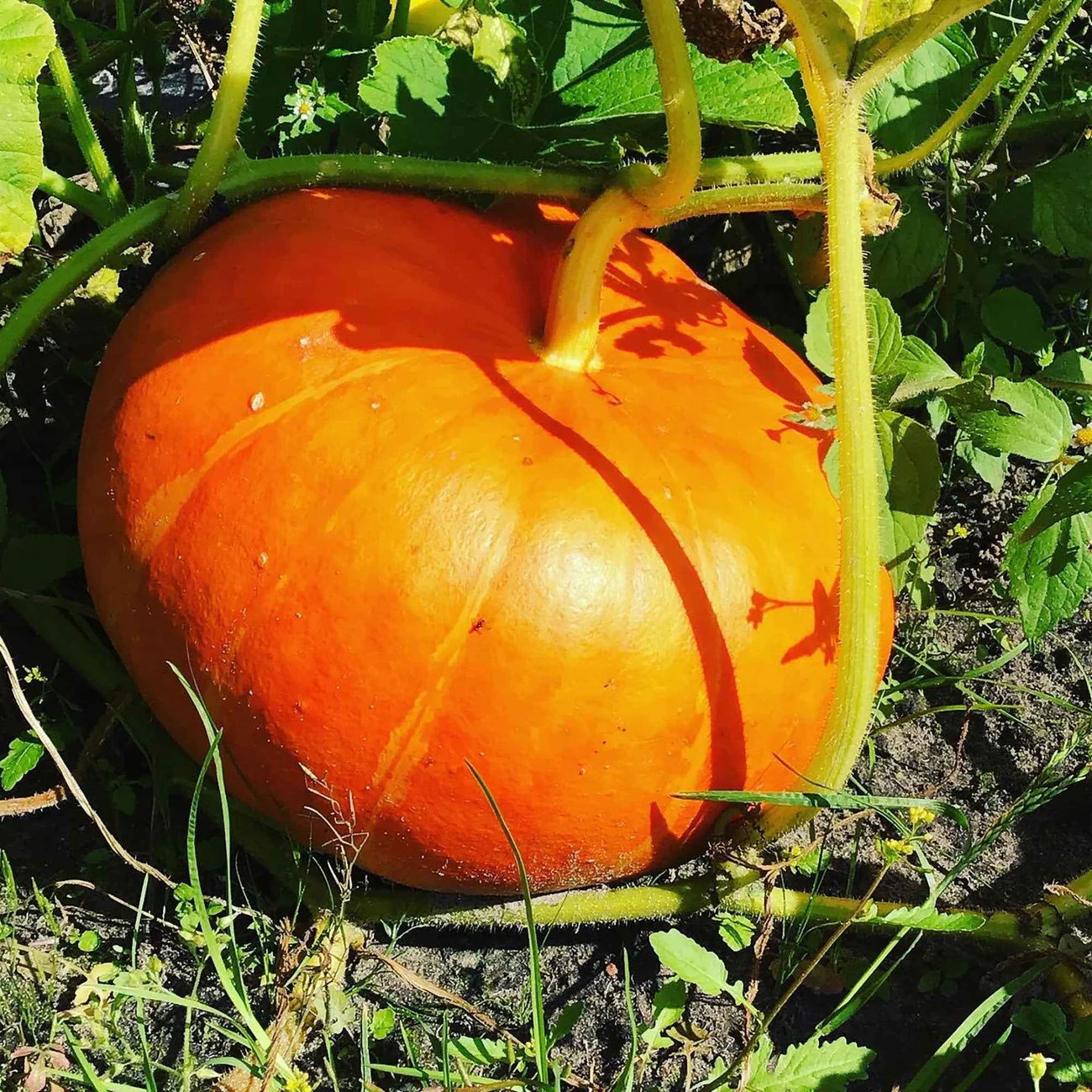 Leuchtend roter Kürbis aus Etampes 