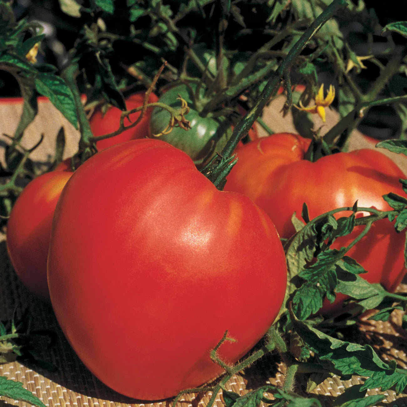 Tomate Coeur de boeuf