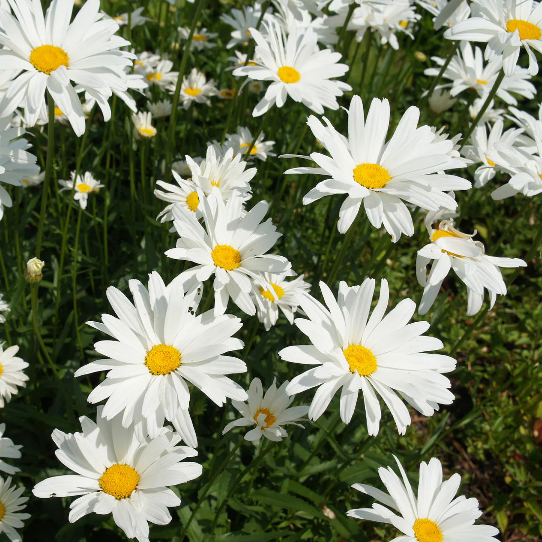 Leucanthemum Samen - Sommergänseblümchen