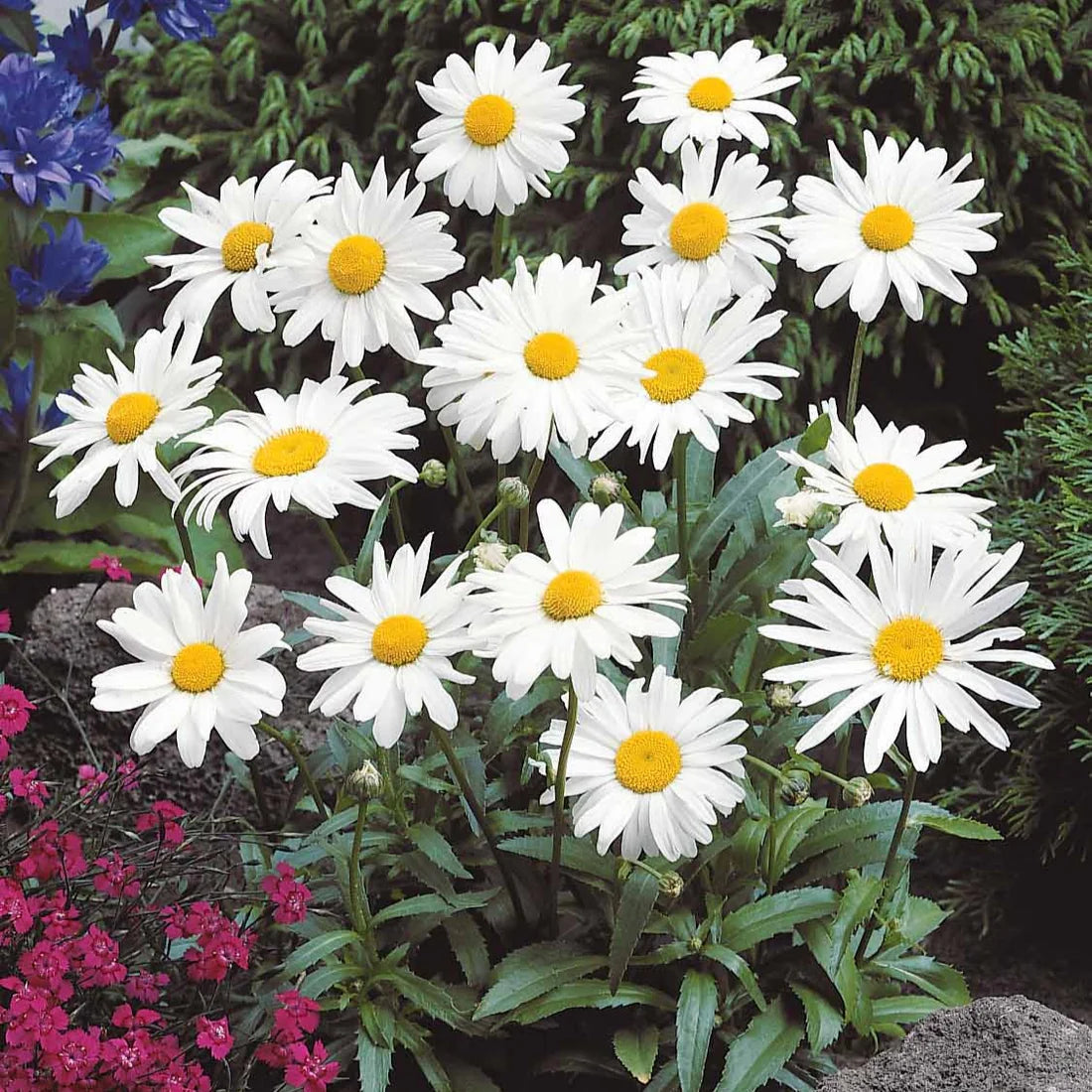 Leucanthemum Samen - Sommergänseblümchen