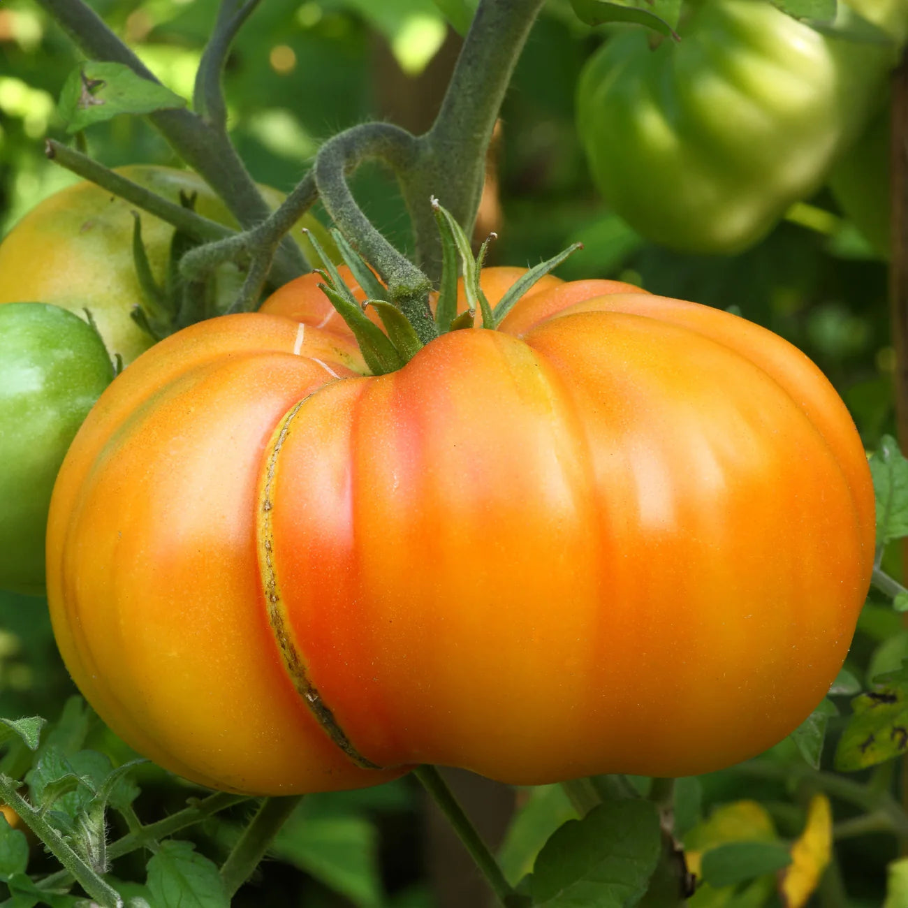 Tomaten Ananas 