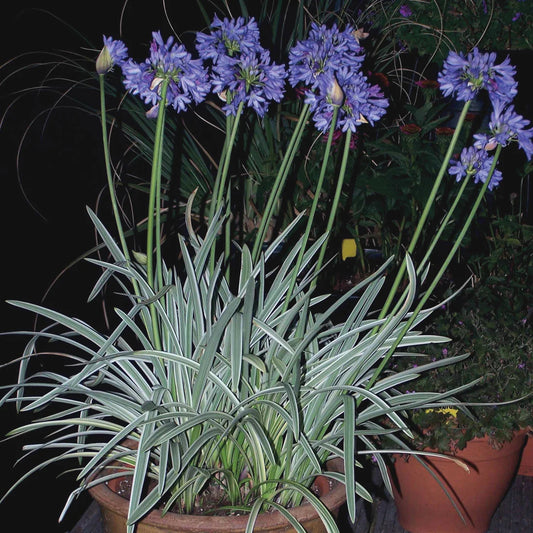 Silbermond-Agapanthus-Samen