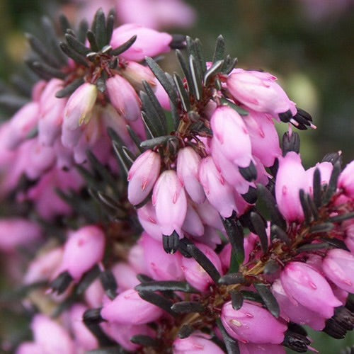 Graines de Bruyère d'été Bio