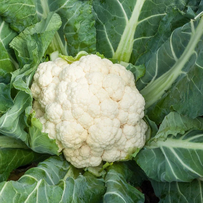 Blumenkohl Wunder aller Jahreszeiten 