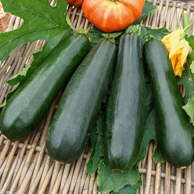 Black Beauty-Zucchini 