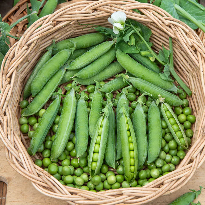 Zwerg-Runderbse Petit Provençal 