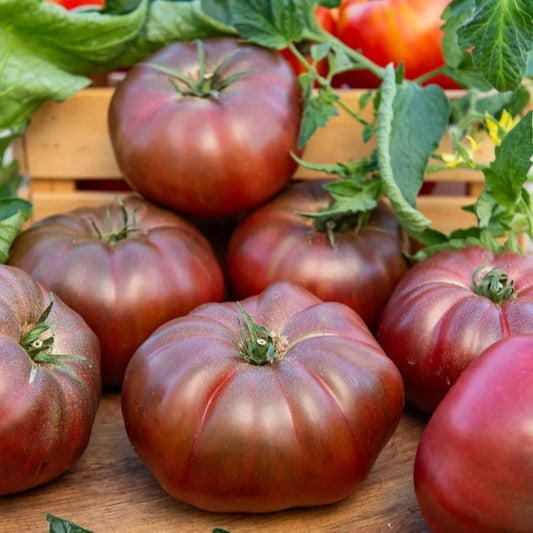 Schwarze Krimtomate 