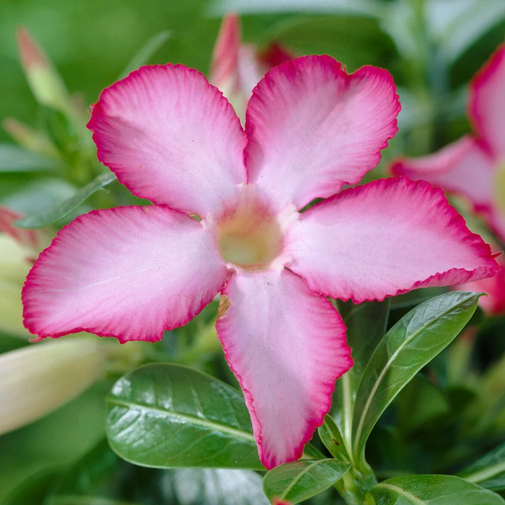 🌿 Graines de Rose du Désert – Élégance et Exotisme à Portée de Main !