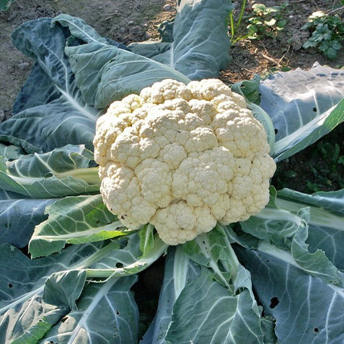 Blumenkohl Wunder aller Jahreszeiten 