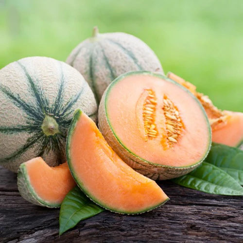 Charentais-Cantaloupe-Melone 