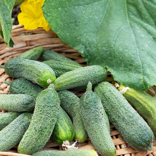 Cornichon Vert Petit de Paris