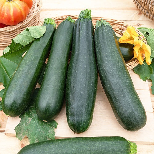 Black Beauty-Zucchini 