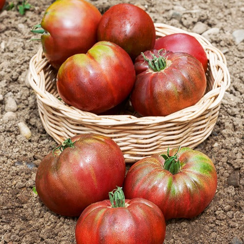 Schwarze Krimtomate 