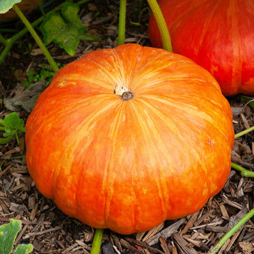 Leuchtend roter Kürbis aus Etampes 