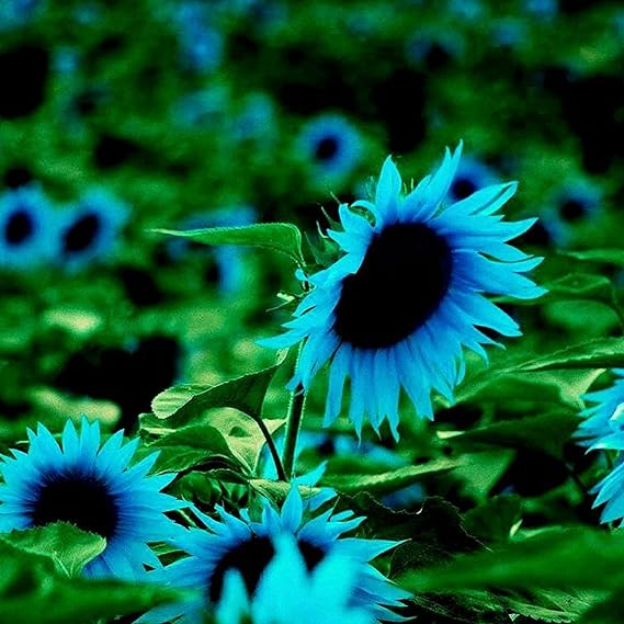 Himmlisch blaue Sonnenblumenkerne: Mystisches Leuchten in Ihrem Garten 