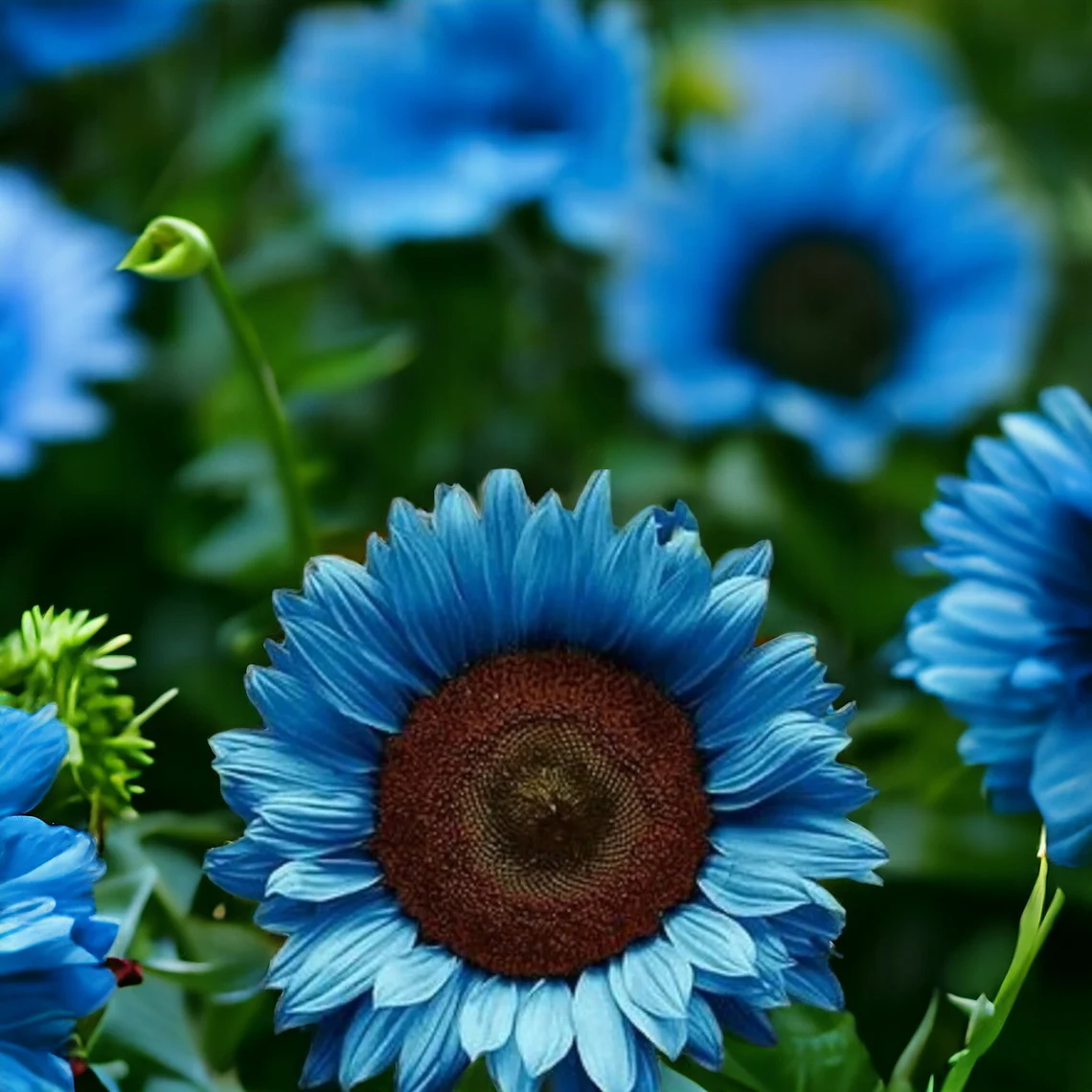 Himmlisch blaue Sonnenblumenkerne: Mystisches Leuchten in Ihrem Garten 