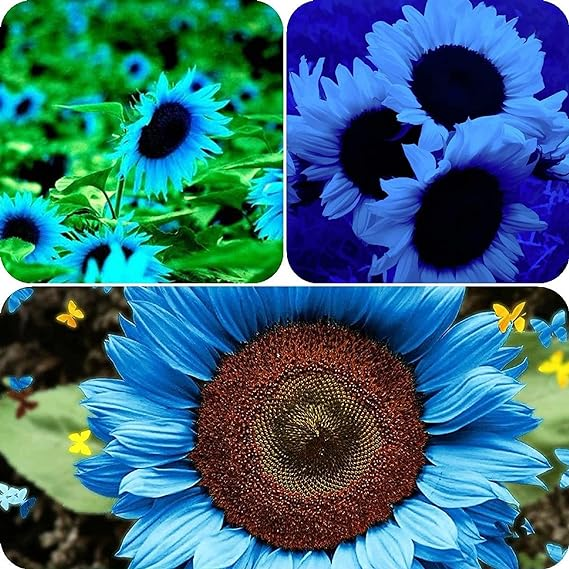 Himmlisch blaue Sonnenblumenkerne: Mystisches Leuchten in Ihrem Garten 