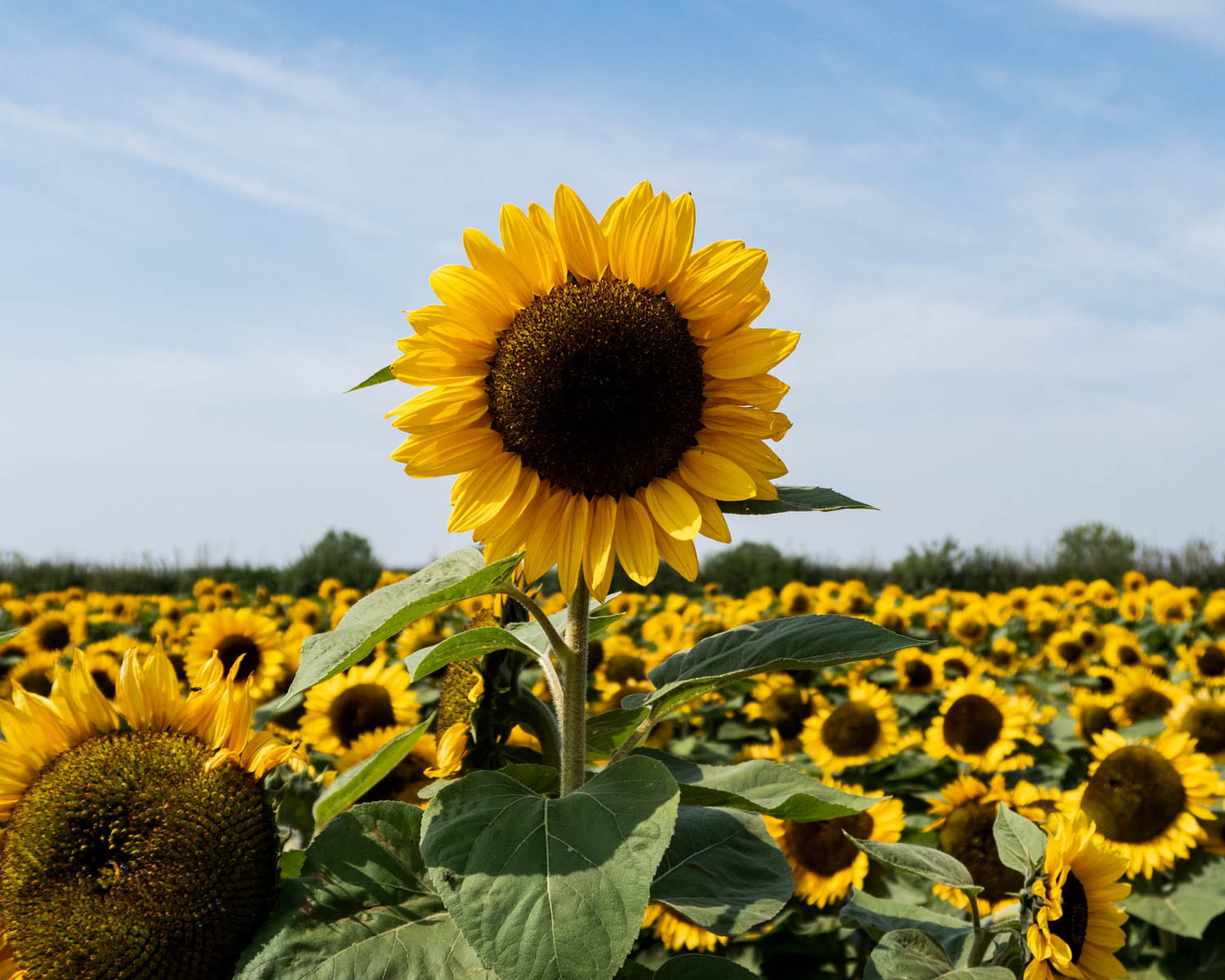 Sonnenblumenkerne: Helligkeit und Freude in Ihrem Garten 