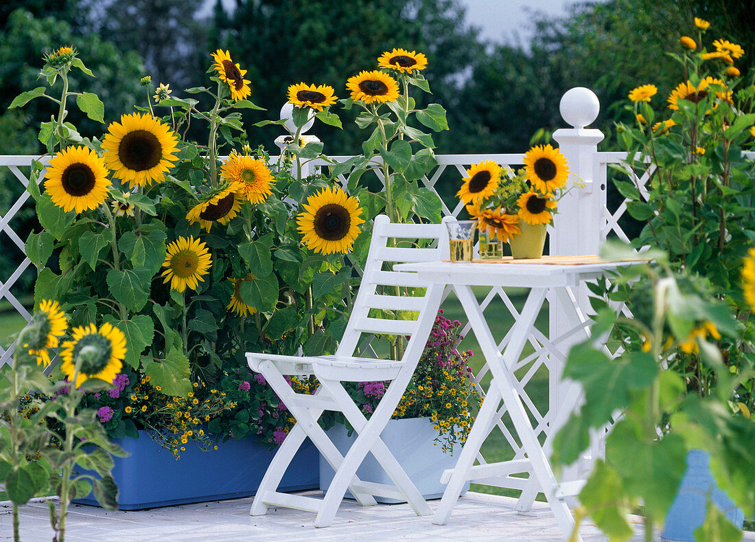 Sonnenblumenkerne: Helligkeit und Freude in Ihrem Garten 